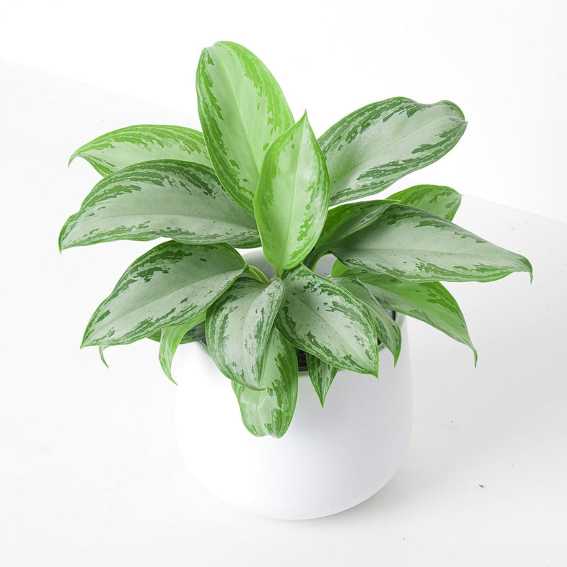 Aglaonema Silver Bay 11cm Plants GrowTropicals