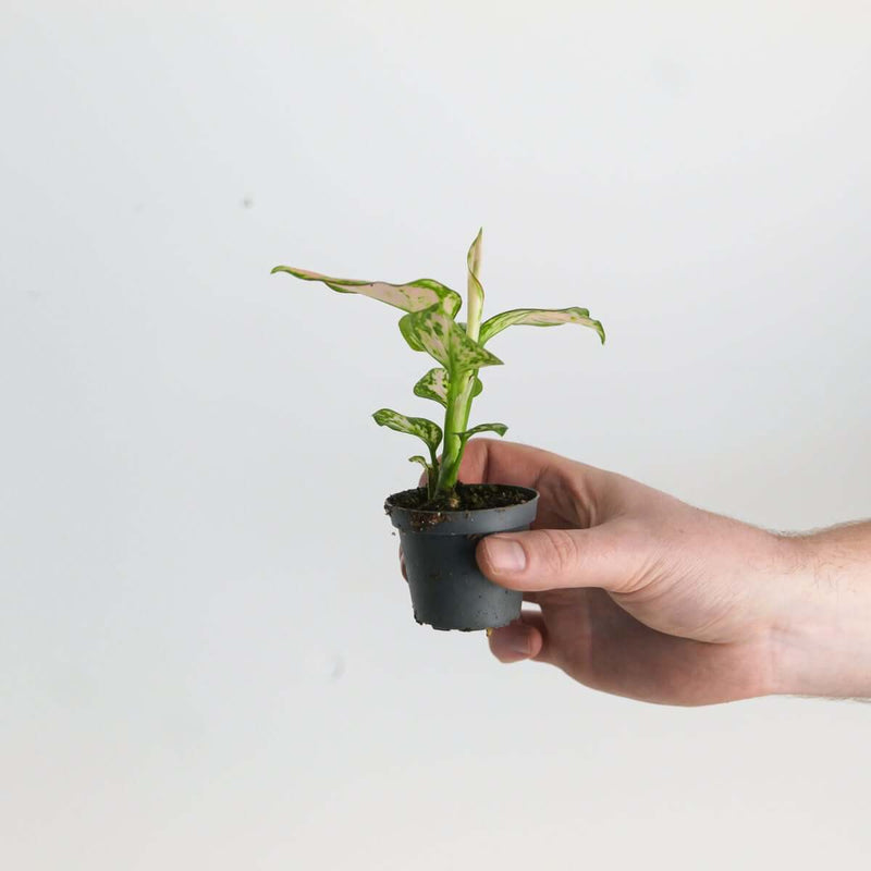 Aglaonema 'Stacey' — 6cm