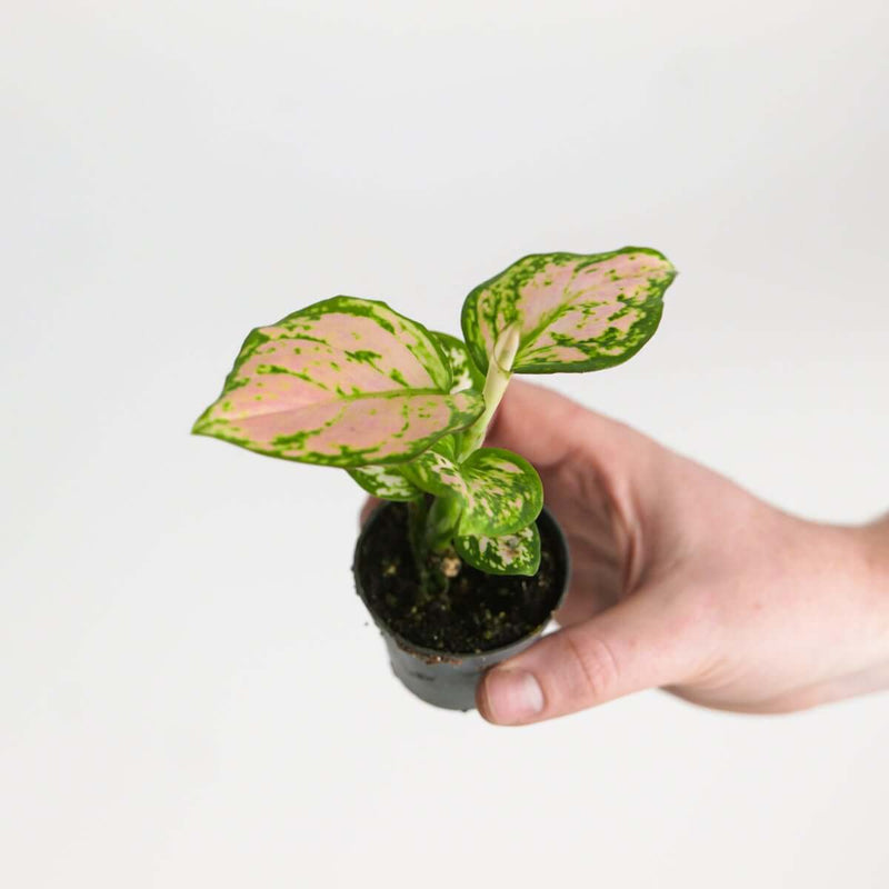 Aglaonema 'Stacey' Plants GrowTropicals