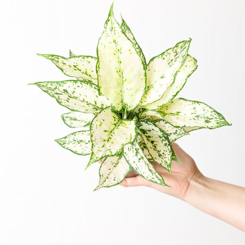 Aglaonema 'White Kiwi' Plants GrowTropicals