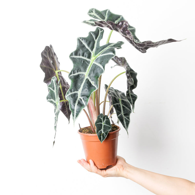 Alocasia 'Amazonica' — 12cm