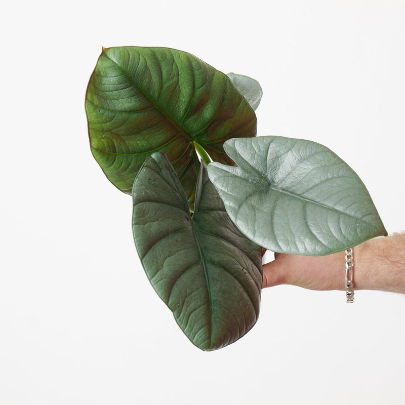 Alocasia 'Bisma' — 9cm