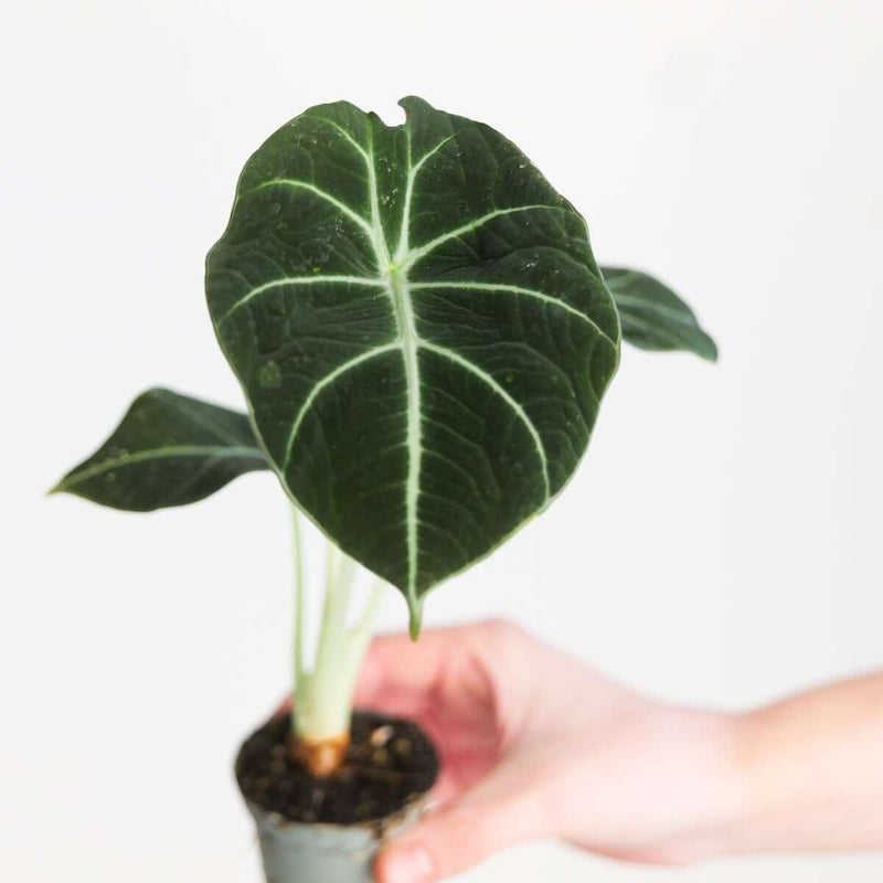 Imperfect Alocasia 'Black Velvet' Plants GrowTropicals