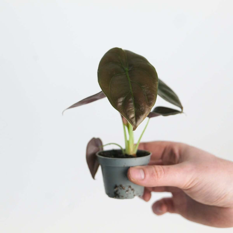 Alocasia cuprea 'Red Secret' Plants GrowTropicals