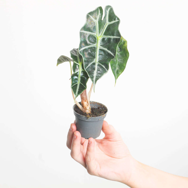 Alocasia 'Curly Bambino' — 6cm