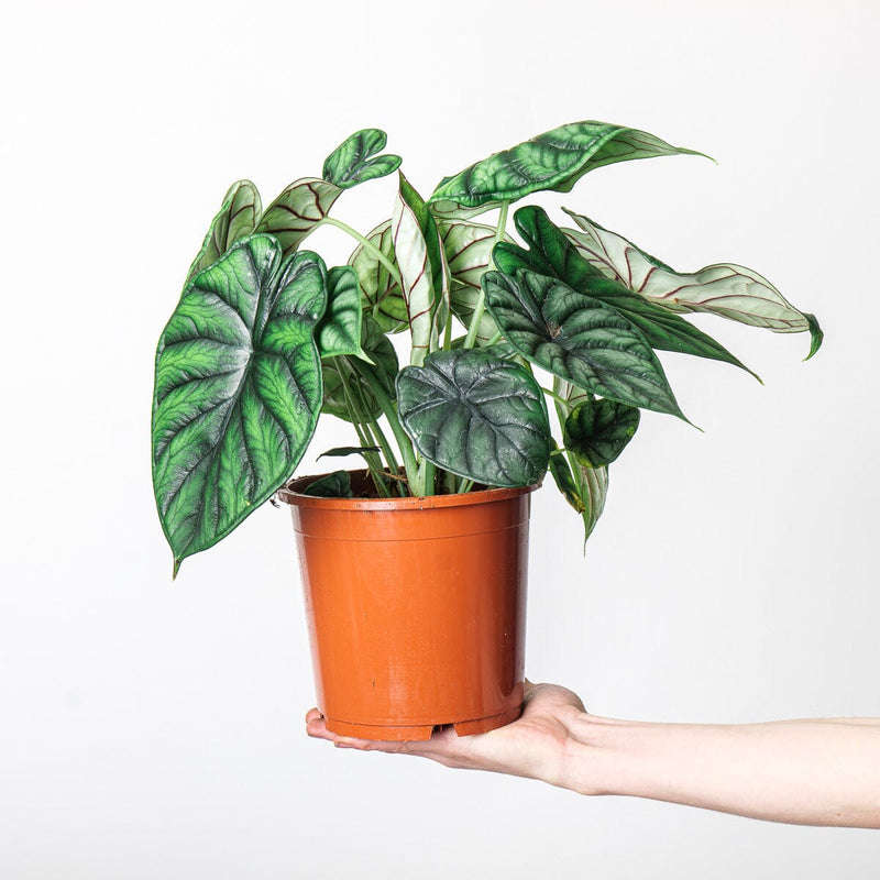 Alocasia 'Dragon Scale' 17cm Plants GrowTropicals