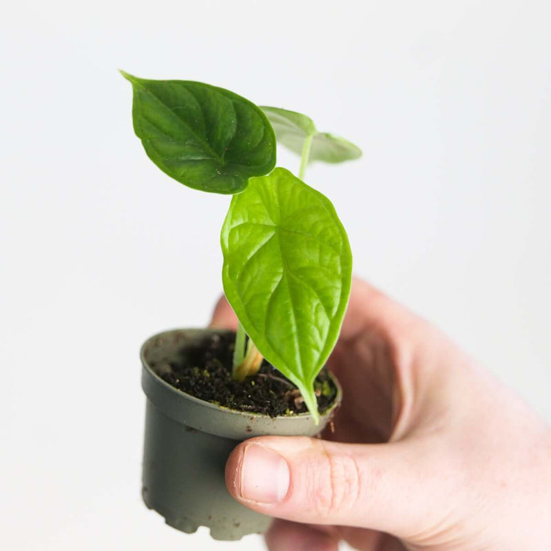 Alocasia 'Dragon Scale' — 6cm