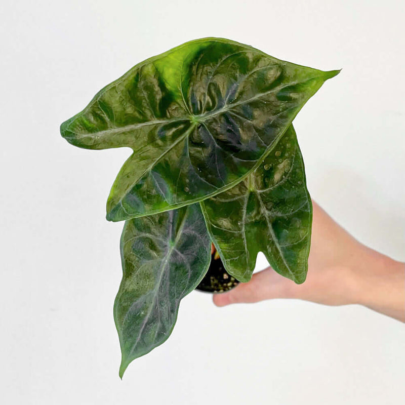 Alocasia 'Ivory Coast' — 6cm
