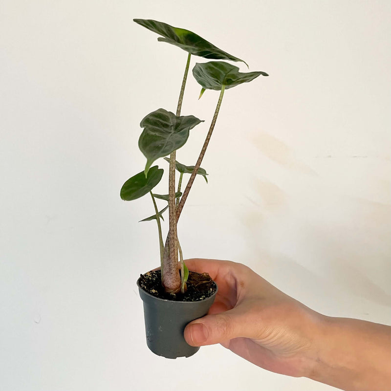 Alocasia 'Ivory Coast' Plants GrowTropicals