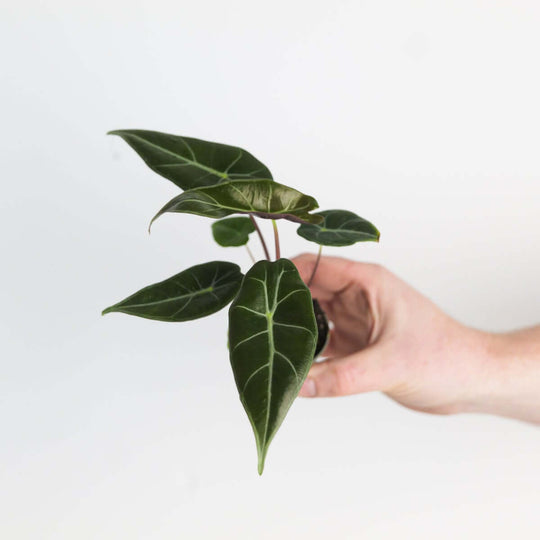 Alocasia longiloba 'Grandis' Plants GrowTropicals