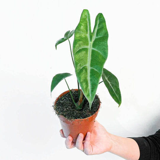 Alocasia longiloba 12cm Plants GrowTropicals