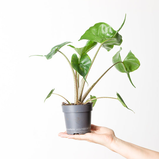 Alocasia macrorrhiza 'Stingray' 11cm Plants GrowTropicals