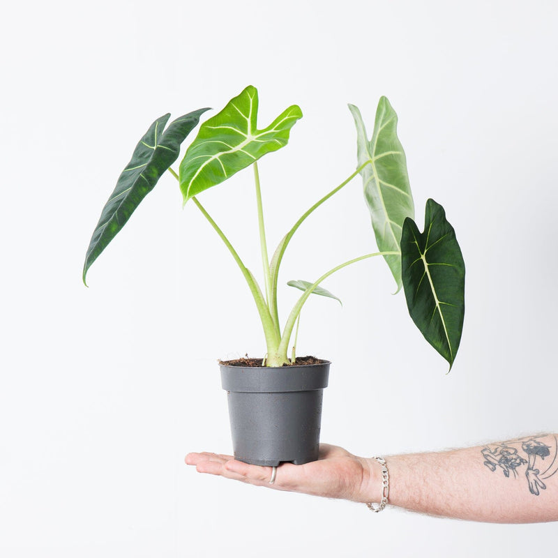 Alocasia 'Frydek' — 14cm