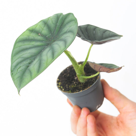 Alocasia 'Nebula Silver' 6cm Plants GrowTropicals