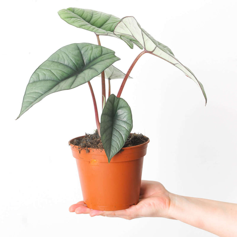 Alocasia 'Platinum' — 14cm