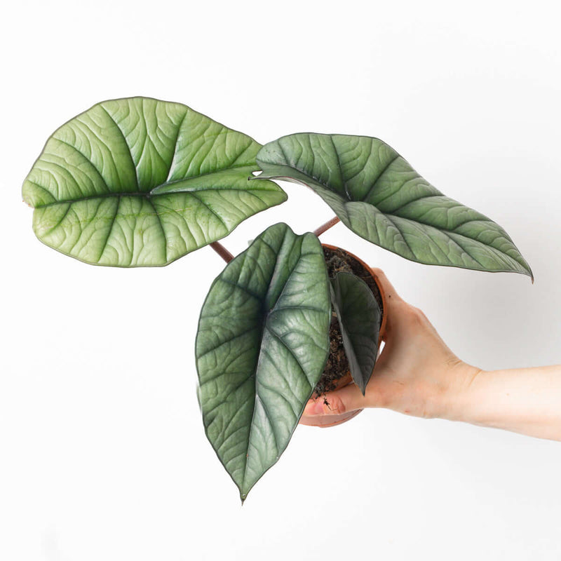 Alocasia 'Platinum' Plants GrowTropicals