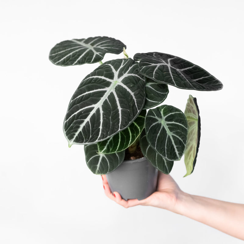 Imperfect Alocasia 'Black Velvet' — 11cm
