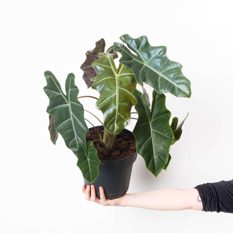 Alocasia sanderiana Plants GrowTropicals