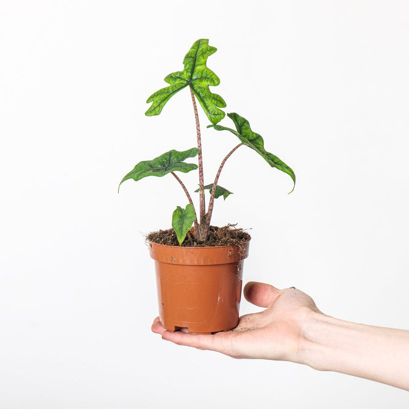 Alocasia sp. 'Jacklyn' Plants GrowTropicals