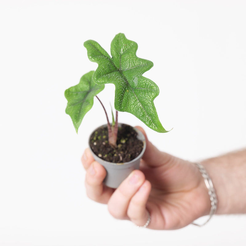 Alocasia sp. 'Jacklyn' Plants GrowTropicals
