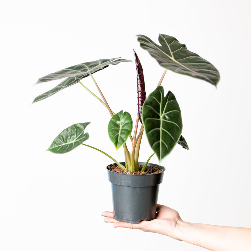 Alocasia watsoniana 'Purple' — 14cm