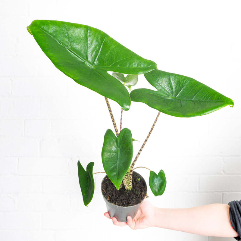 Alocasia Zebrina Plants GrowTropicals