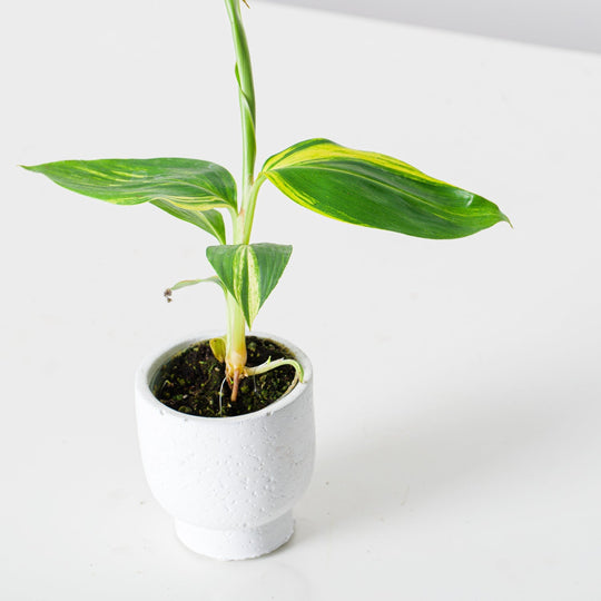 Alpinia Zerumbet Variegated 6cm Plants GrowTropicals