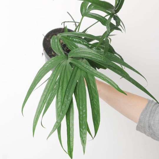 Amydrium zippelianum 15cm Plants GrowTropicals