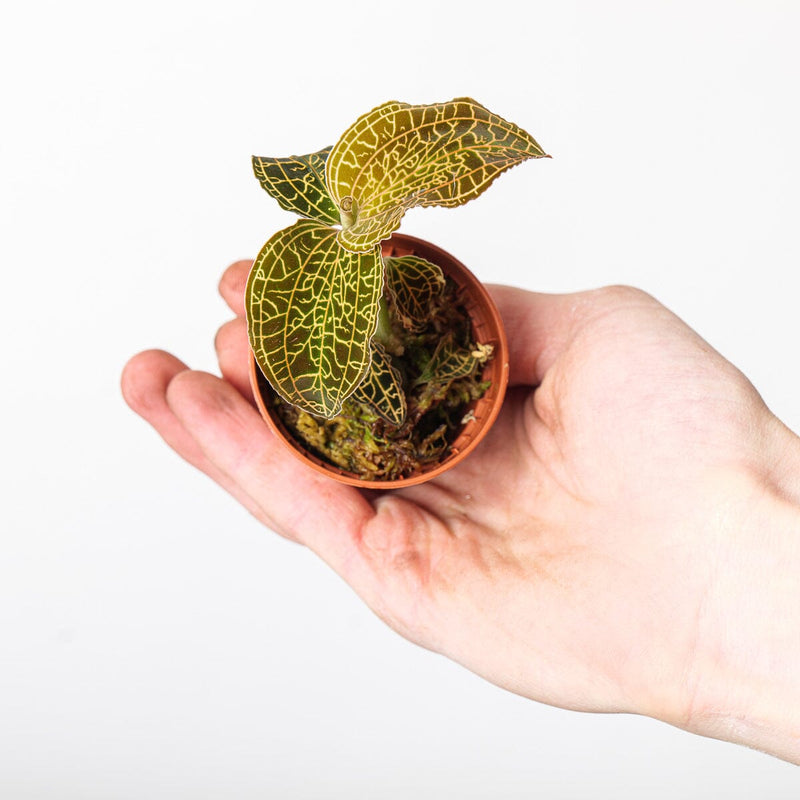 Anoectochillus reinwardtii Plants GrowTropicals