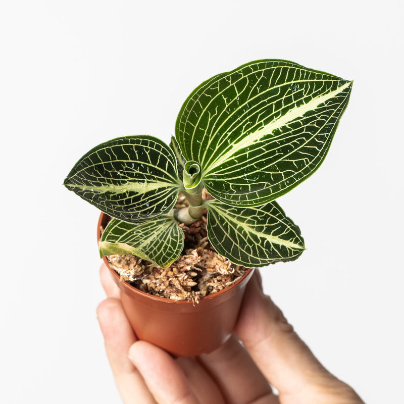 Anoectochillus siamensis Plants GrowTropicals