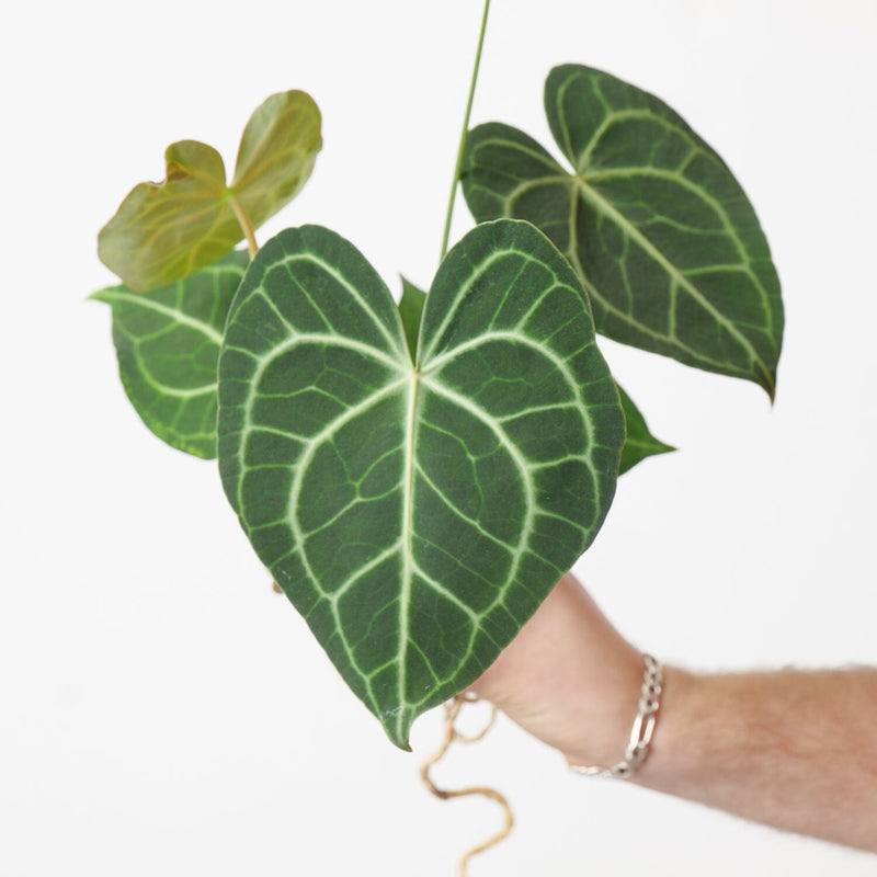 Anthurium clarinervium x 9cm Plants GrowTropicals