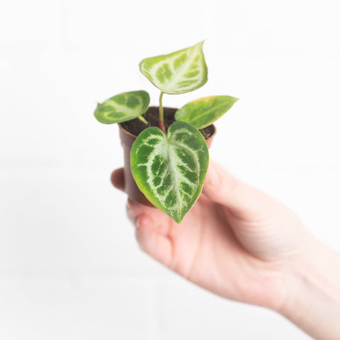 Anthurium crystallinum 'Silver Blush' 6cm Plants GrowTropicals