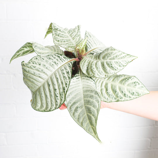 Aphelandra 'White Wash' 12cm Plants GrowTropicals
