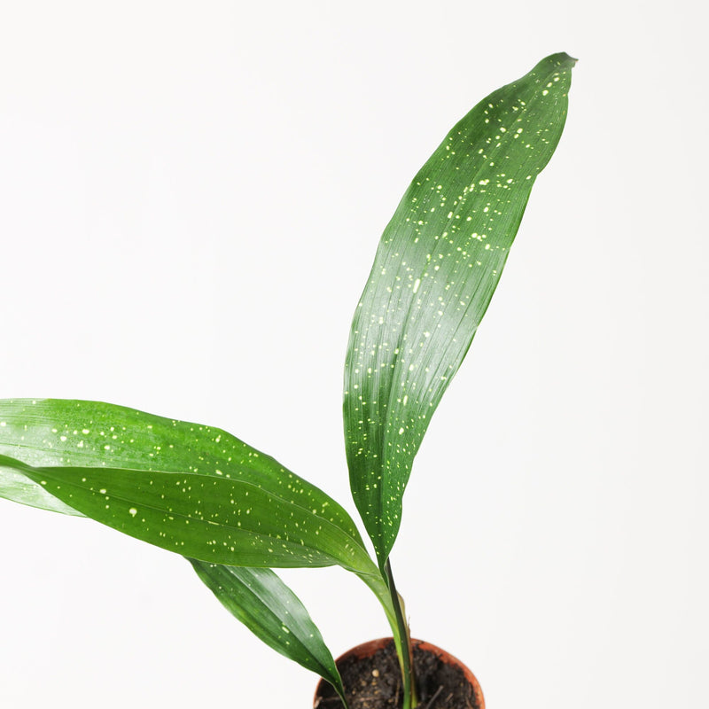 Aspidistra elatior 'Milky Way' Plants GrowTropicals
