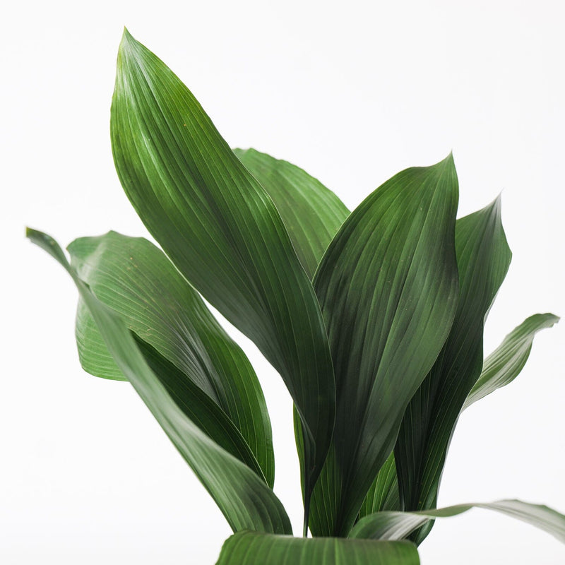 Aspidistra elatior Plants GrowTropicals