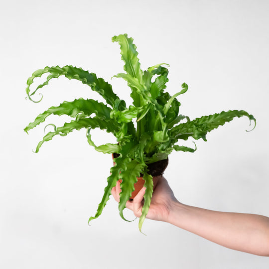 Asplenium antiquum 'Osaka' Plants GrowTropicals