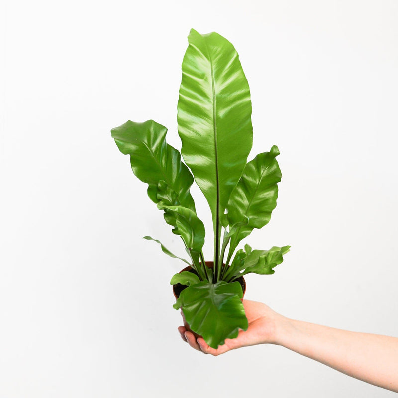 Asplenium nidus 12cm Plants GrowTropicals