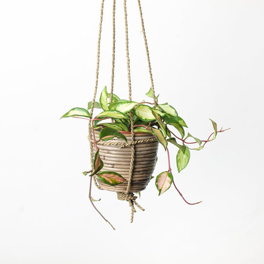 Hanging Bamboo Pot Pots & Planters GrowTropicals