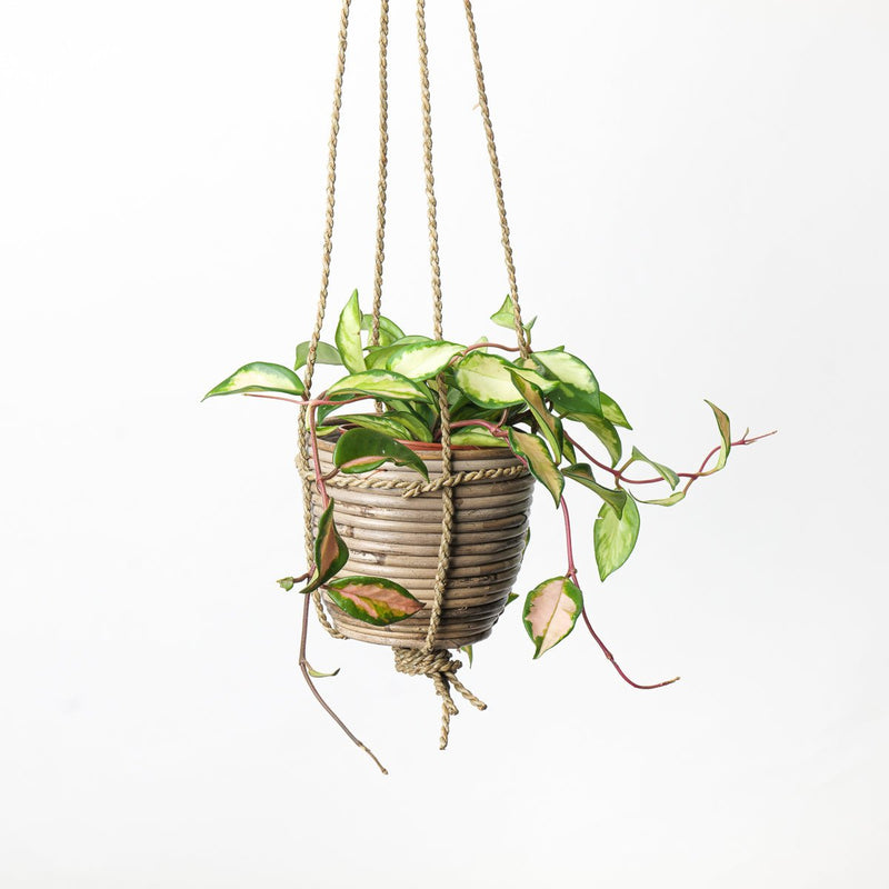 Hanging Bamboo Pot Pots & Planters GrowTropicals