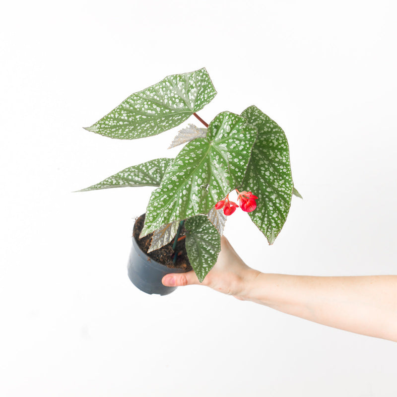 Begonia albopicta Plants GrowTropicals