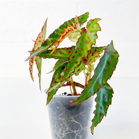 Begonia amphioxus 6cm Plants GrowTropicals