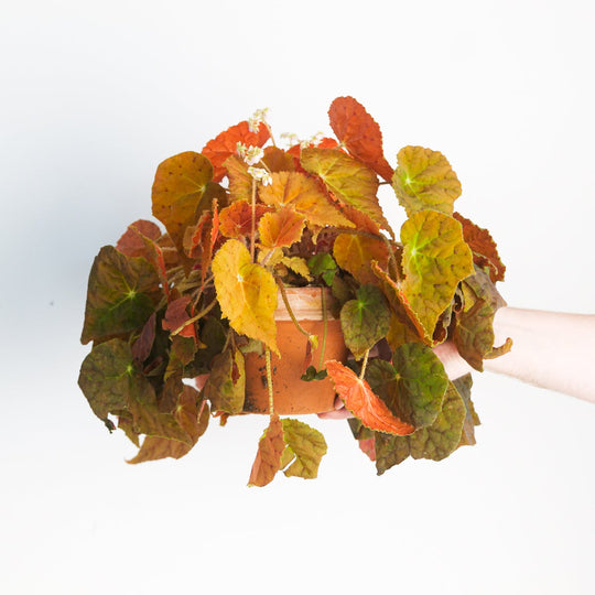 Begonia 'Autumn Ember' Plants GrowTropicals
