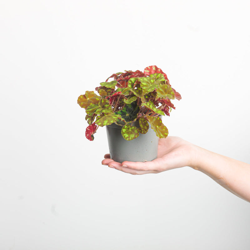 Begonia bowerae 'Tiger' 12cm Plants GrowTropicals
