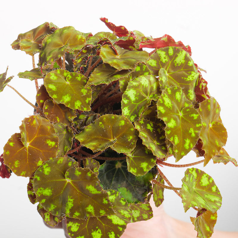 Begonia bowerae 'Tiger' Plants GrowTropicals