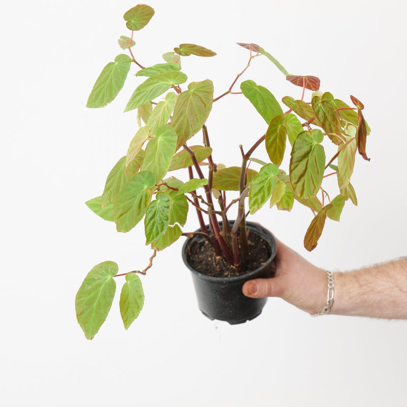 Begonia dietrichiana 9cm Plants GrowTropicals