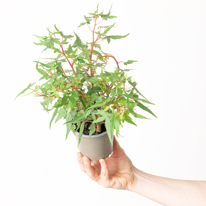 Begonia dregei 'Tripartita' Plants GrowTropicals