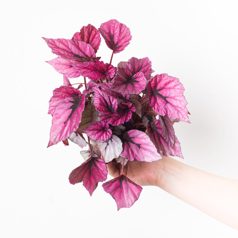 Begonia 'Indian Summer' Plants GrowTropicals