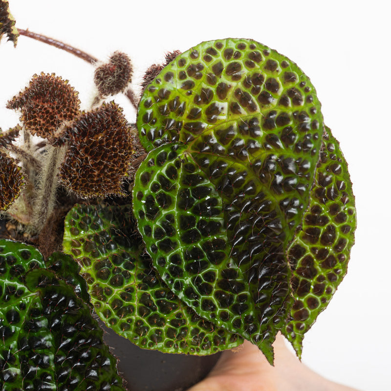 Begonia melanobullata Plants GrowTropicals
