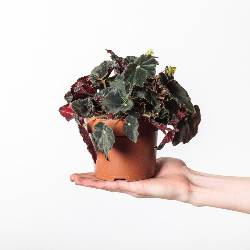 Begonia rex 'Black Velvet' — 12cm