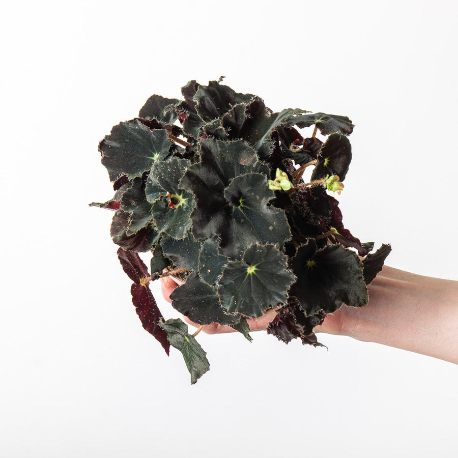 Begonia rex 'Black Velvet' - GROW TROPICALS